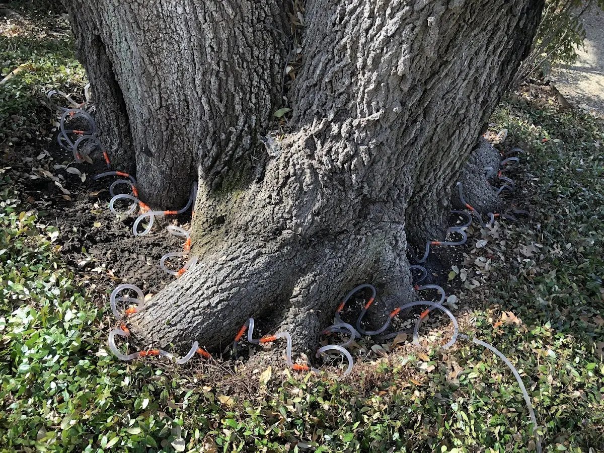 Detailed Tree Cabling and Bracing job site in Waurika